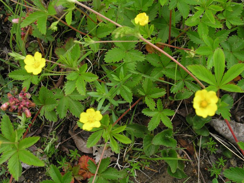 Five Fingered Cinquefoil – Runners