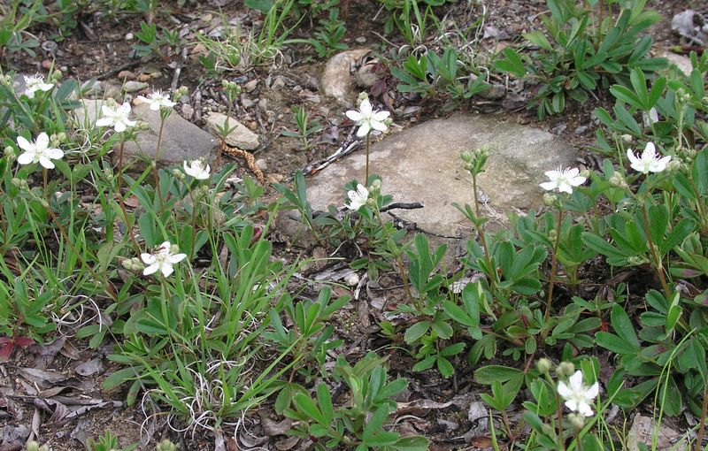 Three-toothed Cinquefoil – Infestation