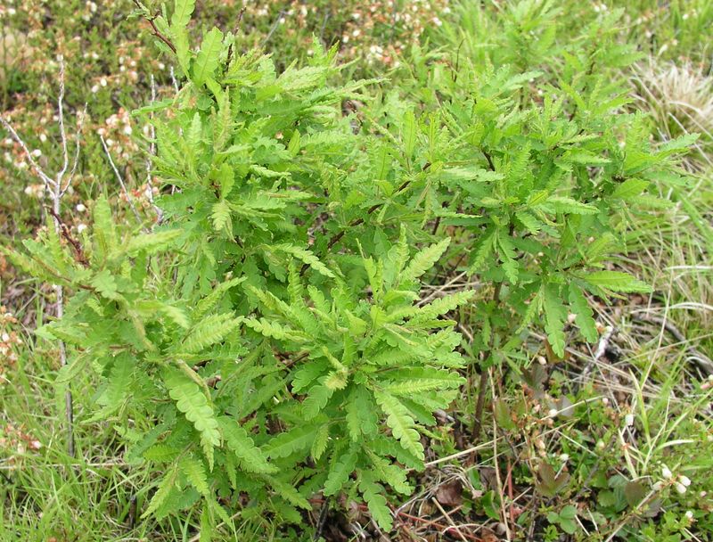 Sweet Fern – Mature Plant