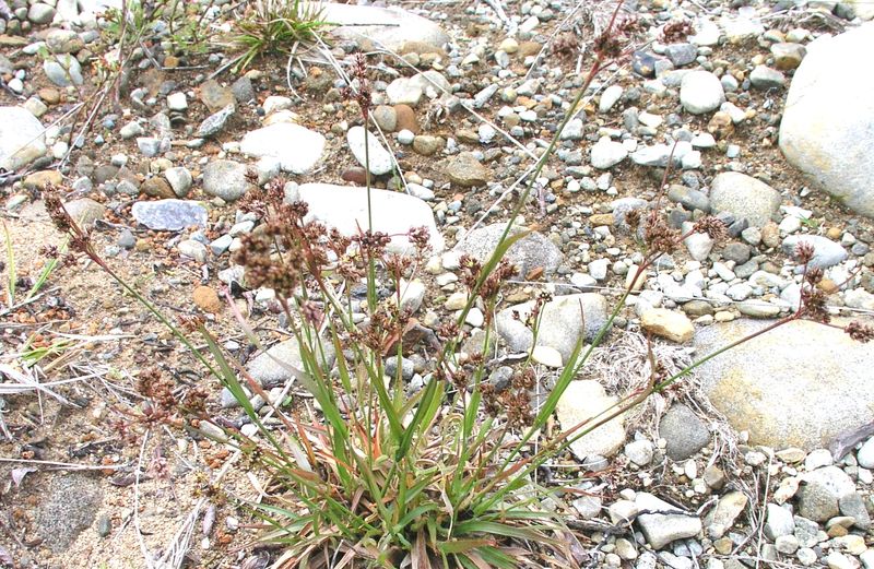 Common Woodrush – Mature Plant
