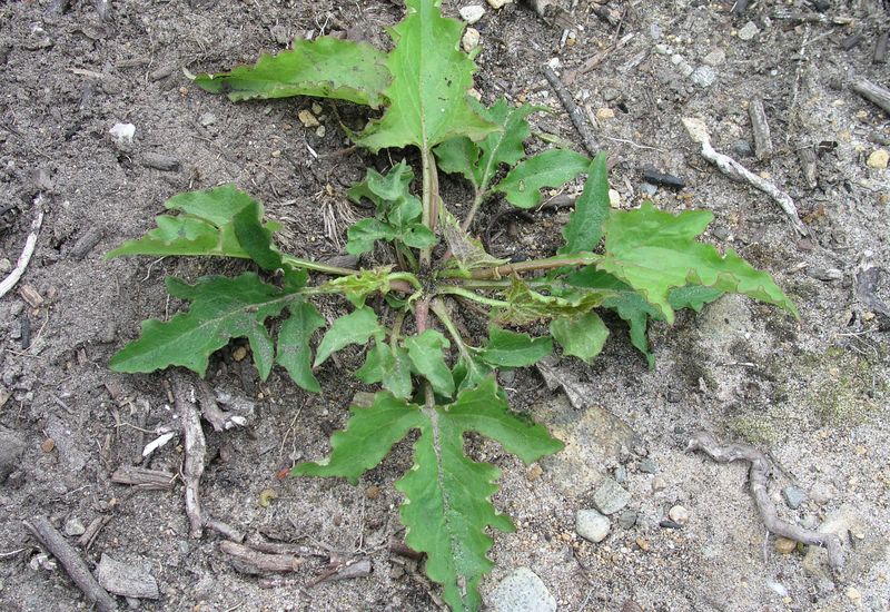 Lion's Paw – Young Plant