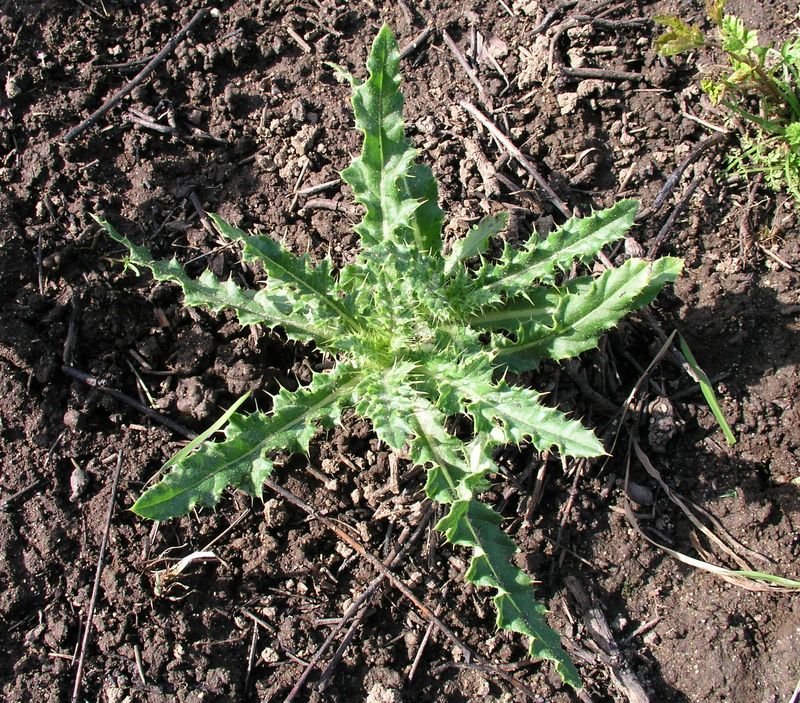 Canada Thistle – Shoots