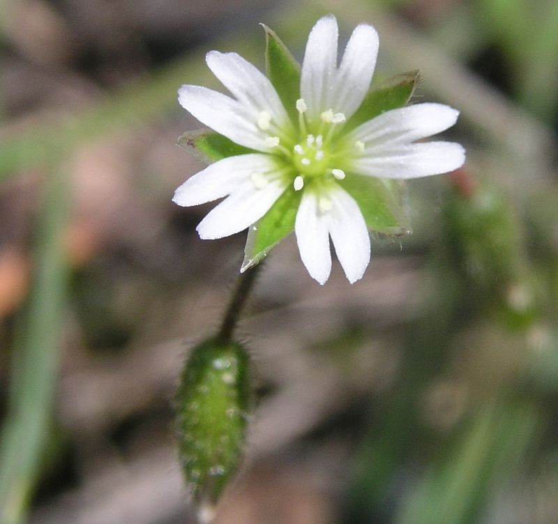 Mouse Eared Chickweed – Flower