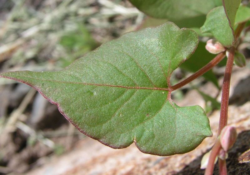 Wild Buckwheat – Leaves