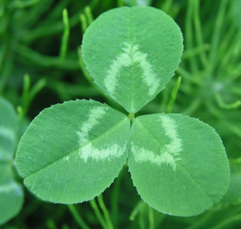 Red and White Clover – Leaf