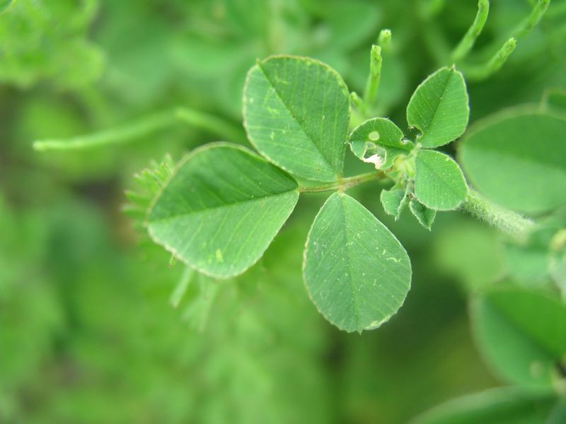 Black Medick – Compound Leaves