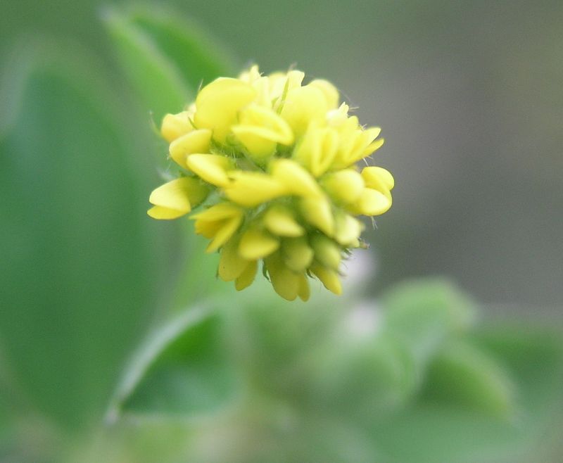 Black Medick – Flowering Head