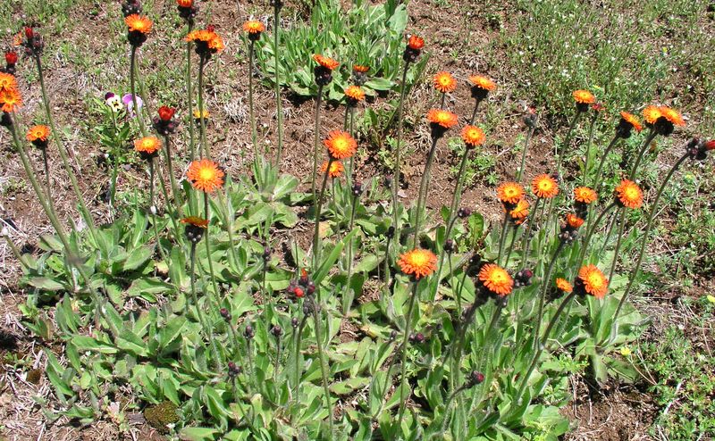 Orange Hawkweed – Flowering Plants