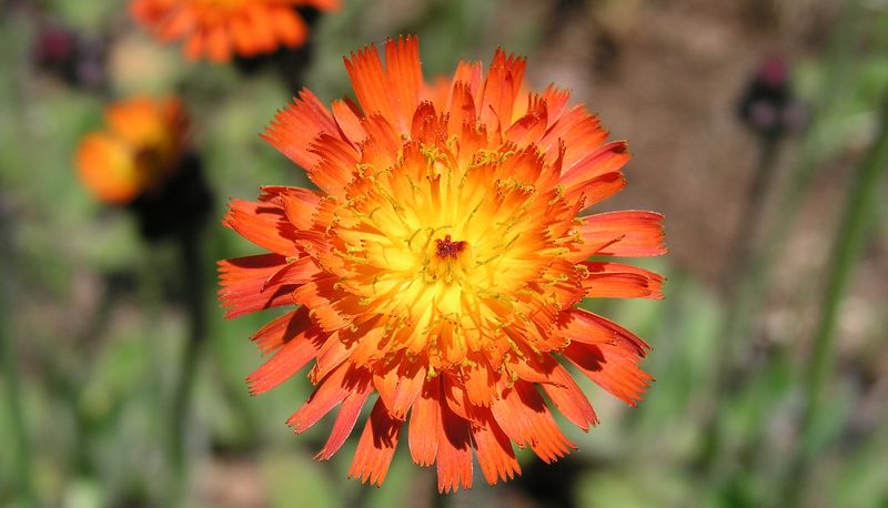 Orange Hawkweed – Flower