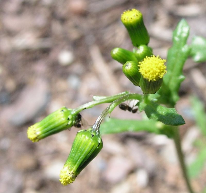 Sticky Groundsel – Flower Cluster