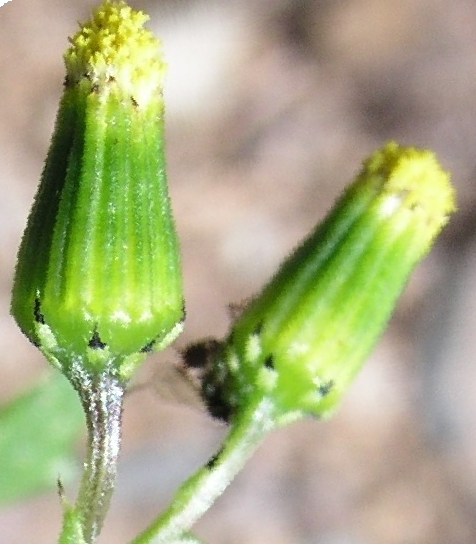 Sticky Groundsel – Bracts