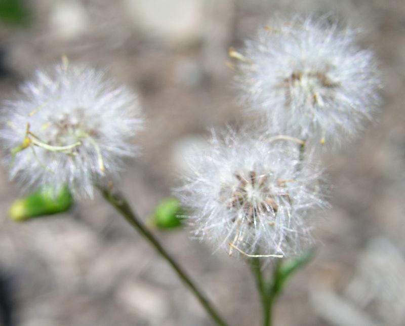 Sticky Groundsel – Pappus