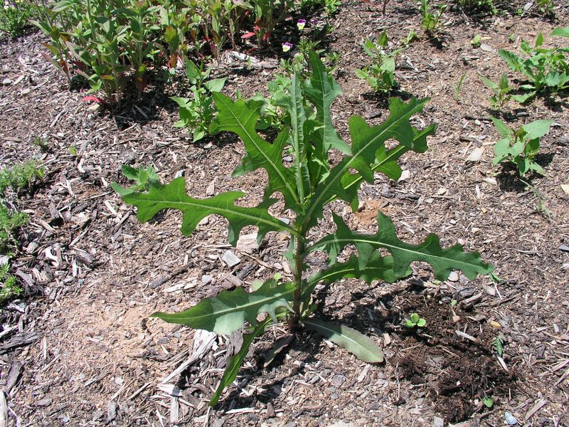 Canada Lettuce – Bolting Plant