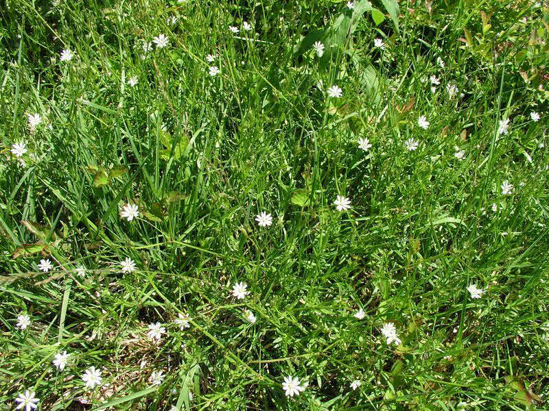Grass Leaved Stitchwort – Infestation