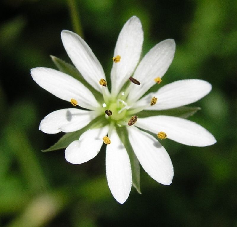 Grass Leaved Stitchwort – Flower