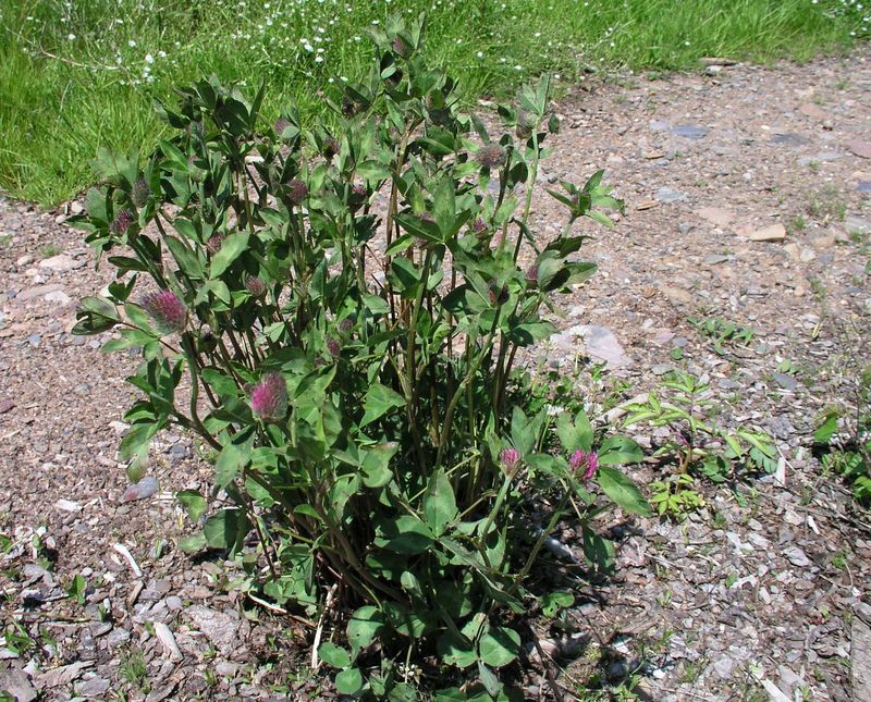 Red and White Clover – Red Clover