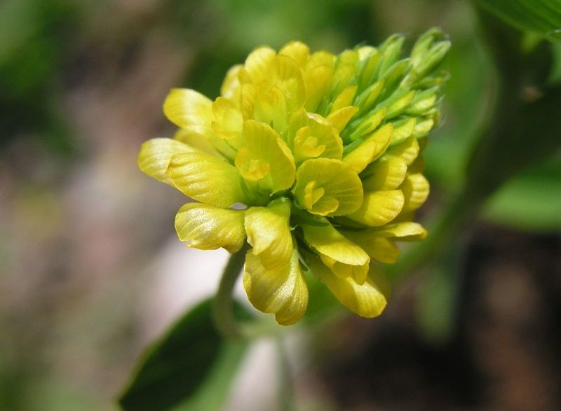 Large Hop Clover – Flowering Head