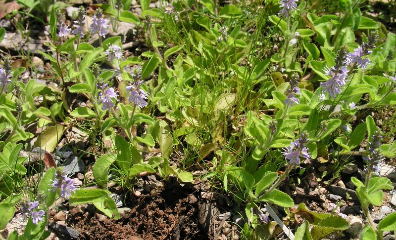 Common Speedwell – Infestation