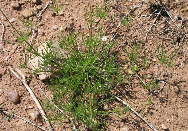 Corn Spurry – Young Plant