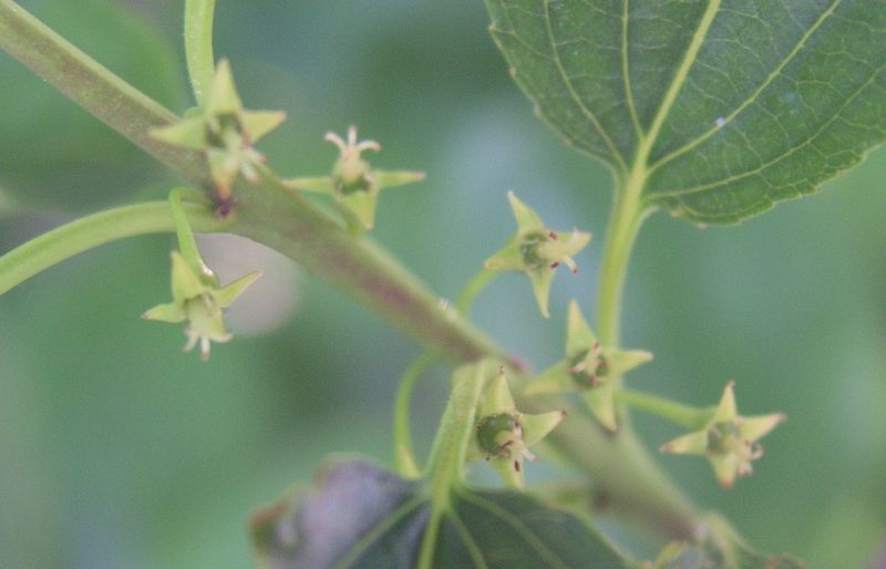European Buckthorn – Flower
