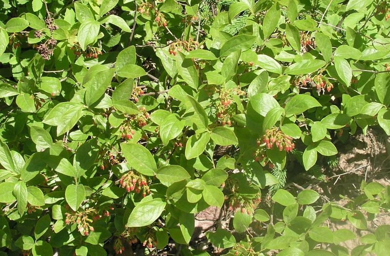 Black Huckleberry – Mature Plant