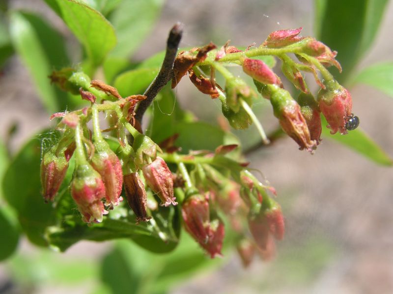 Black Huckleberry – Blueberry Like Flowers