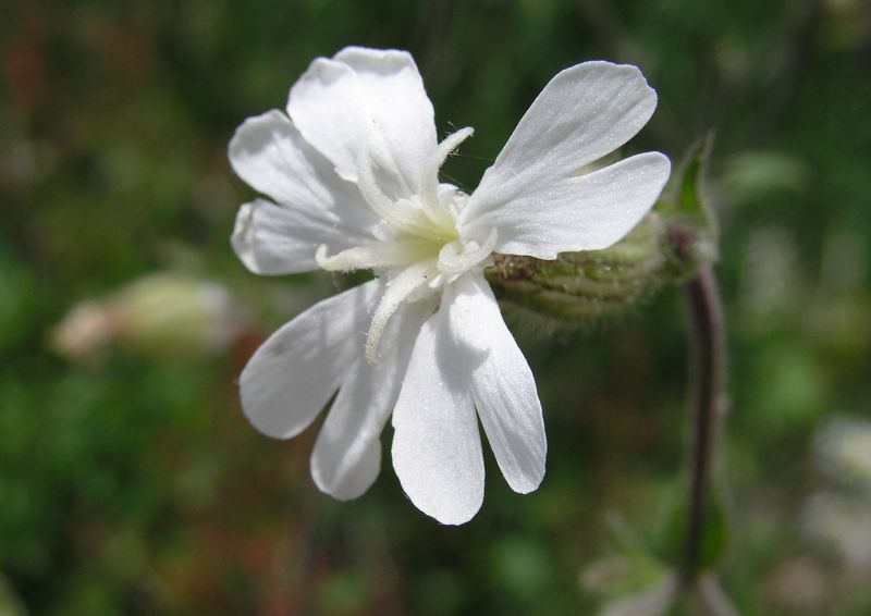White Cockle – Flower