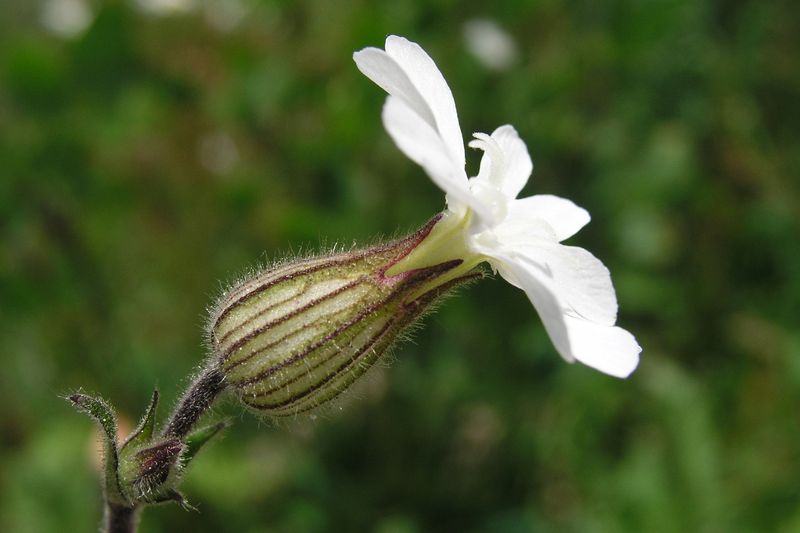 White Cockle – Female Bladder