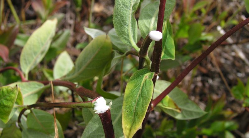Spreading Dogbane – Milky Latex