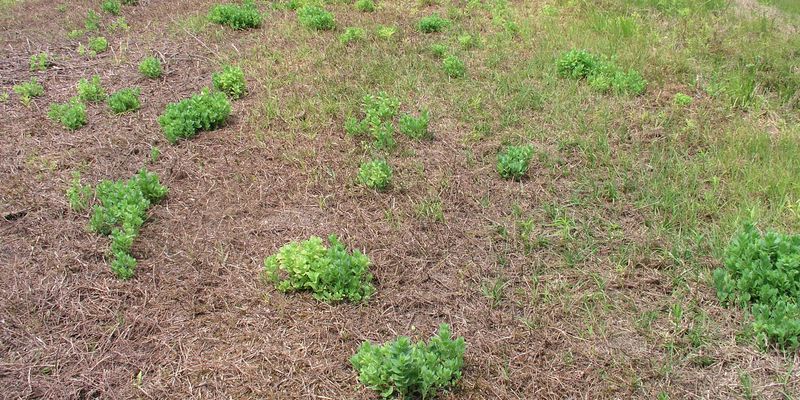Stone Crops – Infestation