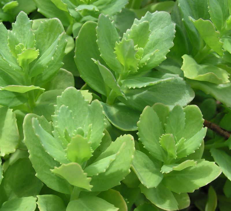 Stone Crops – Leaves
