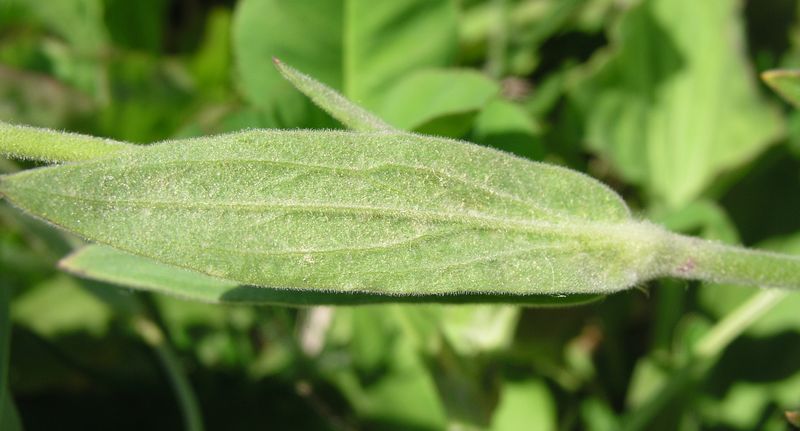 White Cockle – Leaf