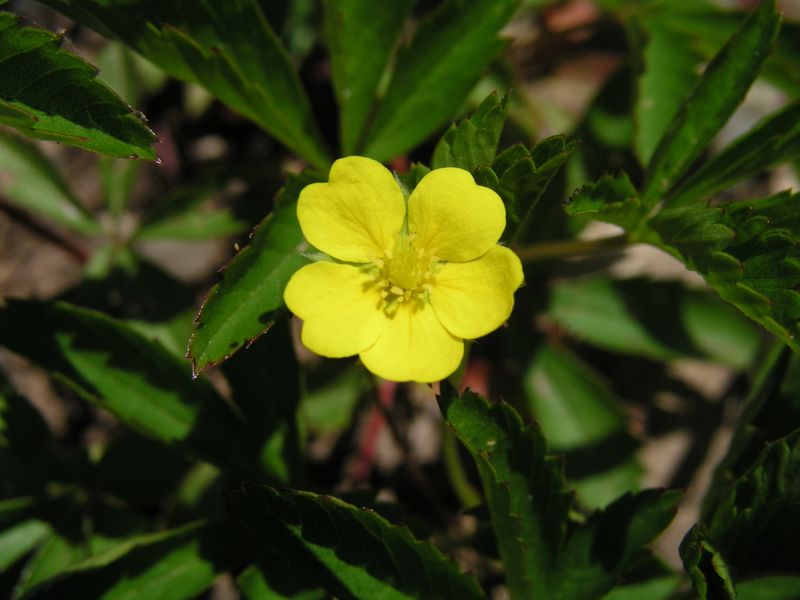 Five Fingered Cinquefoil – Flower