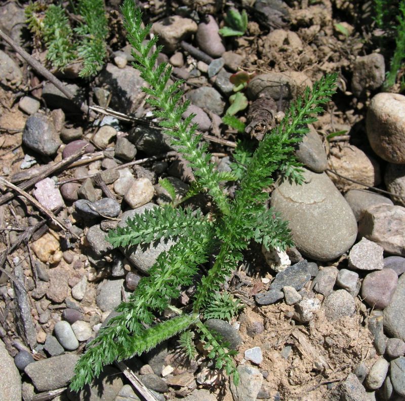 Common Yarrow – Immature Plant