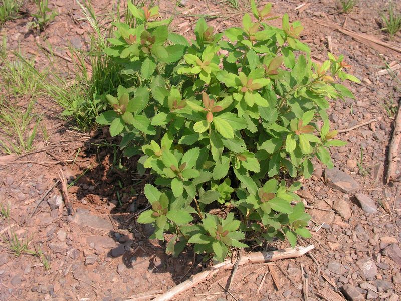 Broad Leaved Meadowsweet – Sprout
