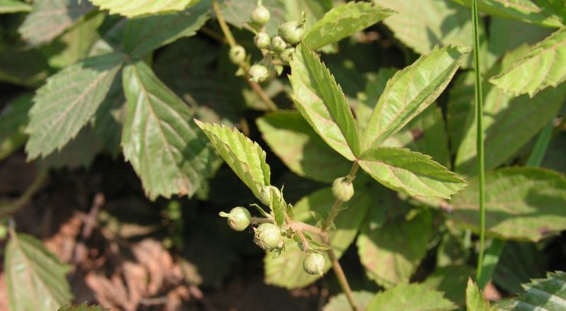 Trailing Blackberry – Leaves