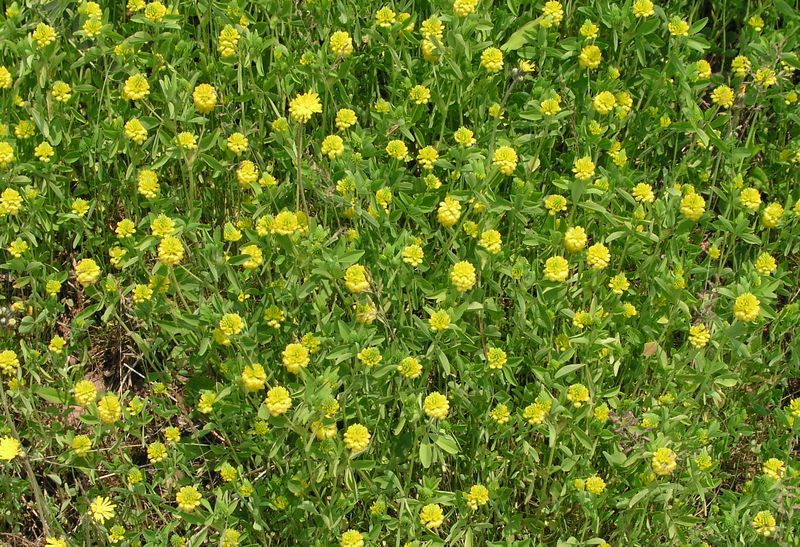 Large Hop Clover – Mature Plant