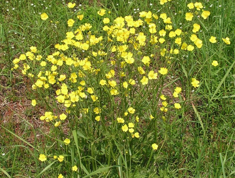 Tall Buttercup – Flowers