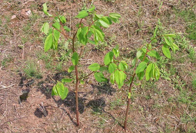 Spreading Dogbane – Emerging Plant