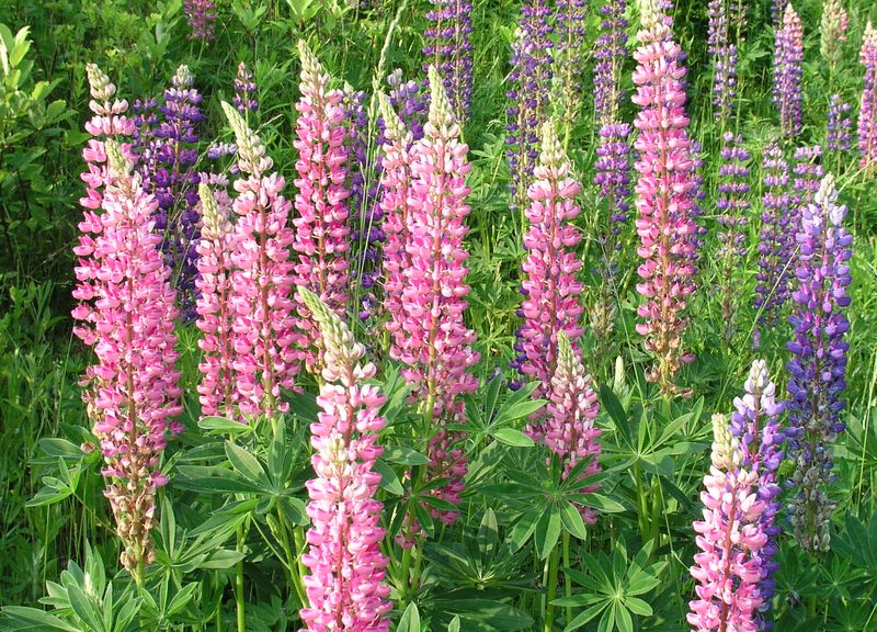 Large-Leaved Lupine – Flowering Spike