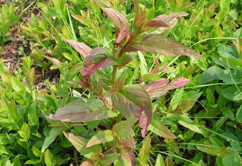 Willow Herb – Young Plant