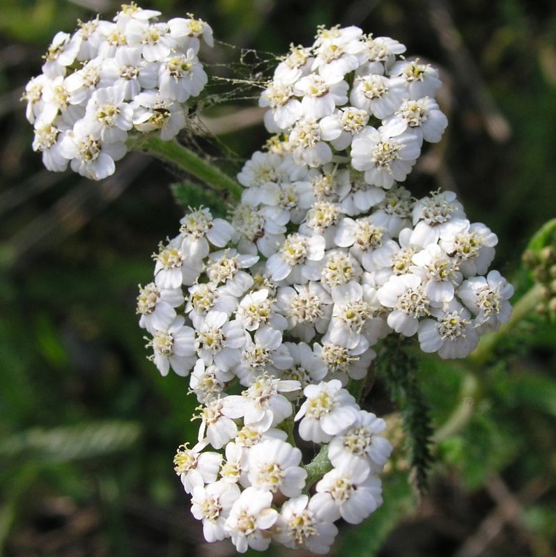 Common Yarrow – White Variety