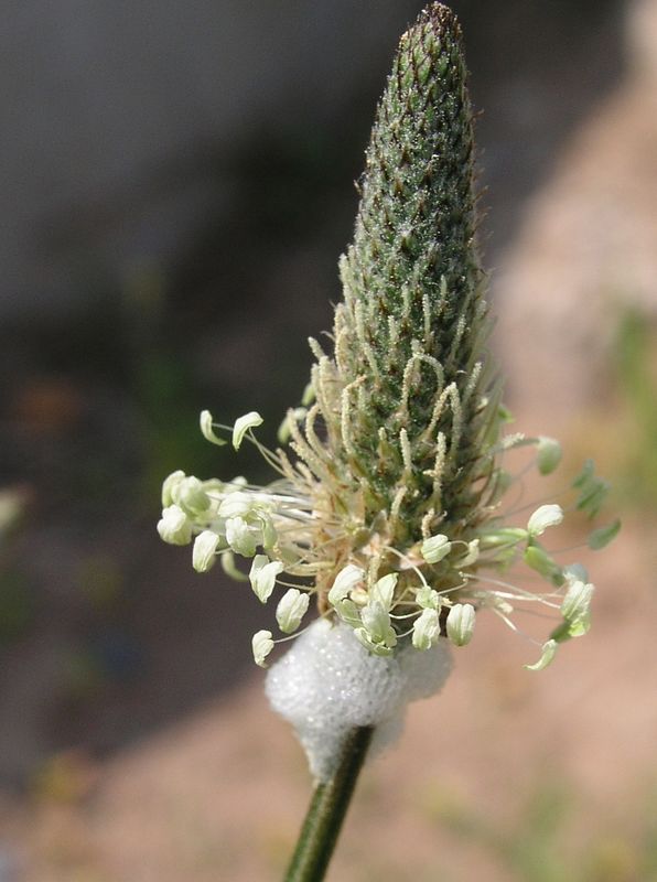 Narrow-Leaved Plantain – Spike