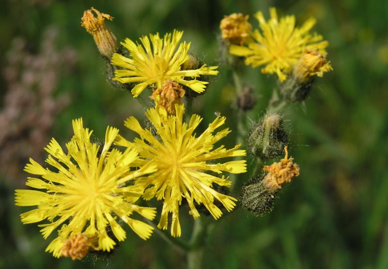 Yellow Hawkweed – Flower Cluster