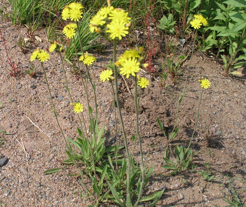 Yellow Hawkweed – In Flower
