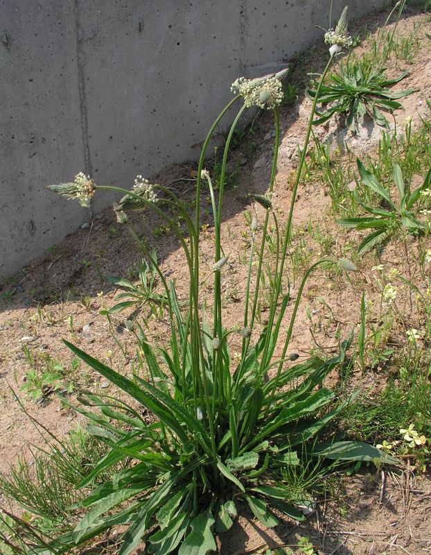 Narrow-Leaved Plantain – Flowering