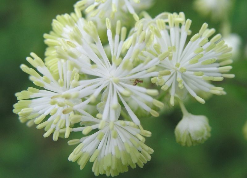 Meadow Rue – Staminate