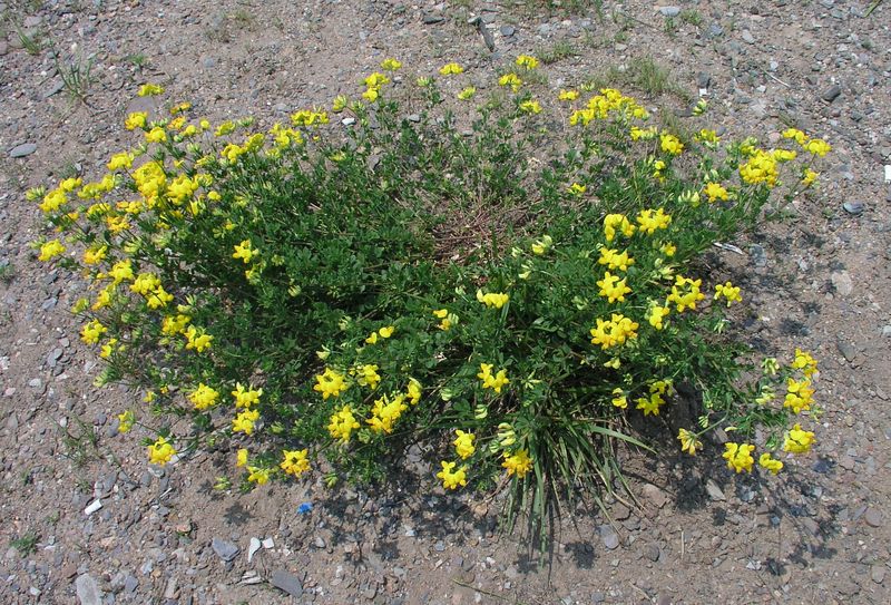 Bird's Foot Trefoil – Mature Plant