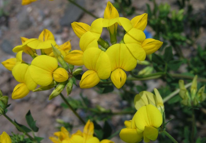 Bird's Foot Trefoil – Flower Heads