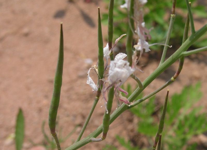 Wild Radish- Immature Pods